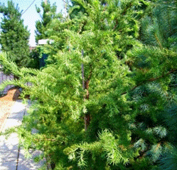          Larix kaempferi  Diana